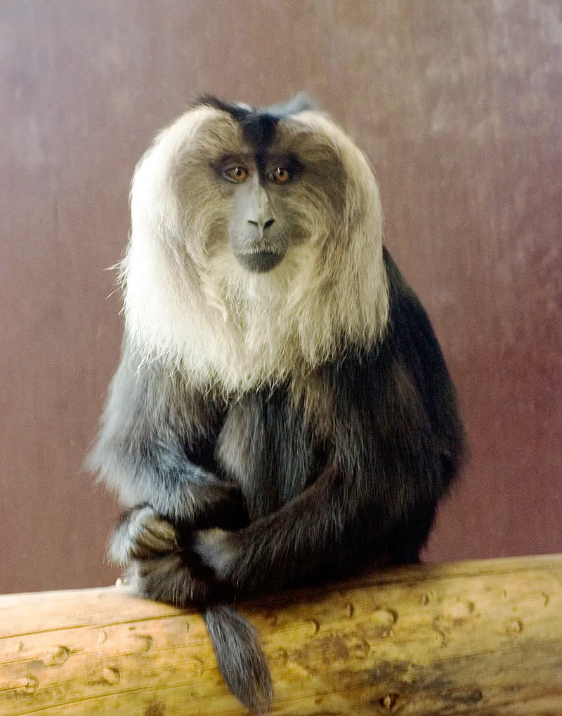 Lion Tailed Macaque