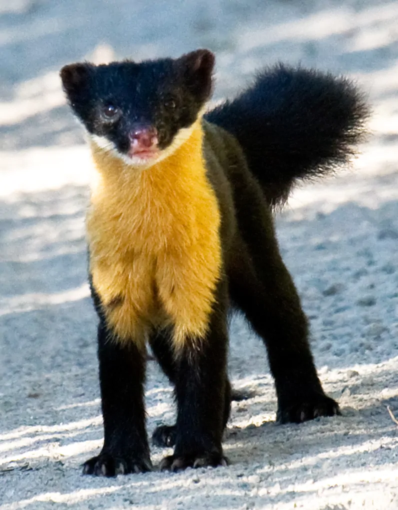 Nilgiri Marten
