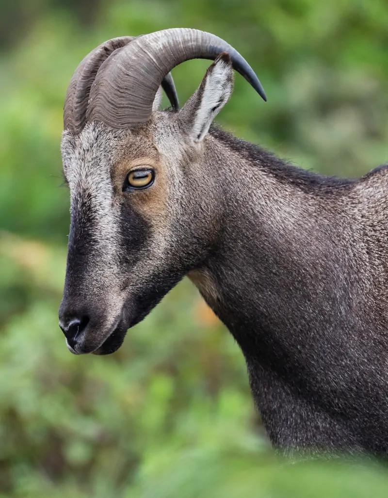 Nilgiri Tahr